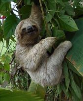 Baby sloth.: by jorjejuanita, Views[288]