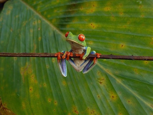 Walking tour in the rainforest. 
