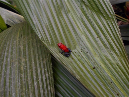 Walking tour in the rainforest. Animal spotting.