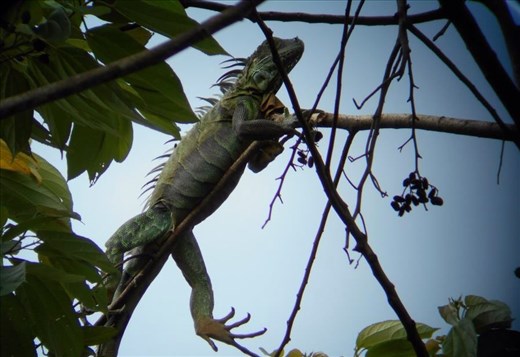 Big iguanas. Walking through the rainforest.