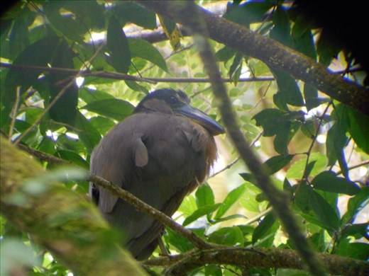 Walking tour through the rainforest.