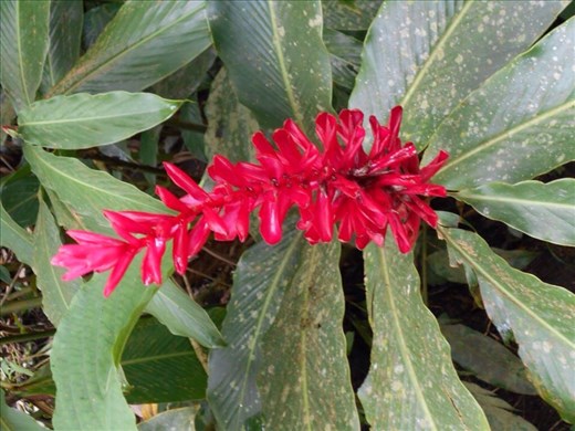 Pink Finger flower. Anything red always seems to look pretty in the rainforest. (Except the poisonous Dart Frog).