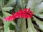 Pink Finger flower. Anything red always seems to look pretty in the rainforest. (Except the poisonous Dart Frog).: by jorjejuanita, Views[290]