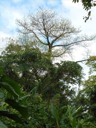 Walking tour in the rainforest.