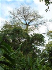 Walking tour in the rainforest.: by jorjejuanita, Views[258]