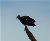 Vulture on our rainforest walking tour.: by jorjejuanita, Views[259]
