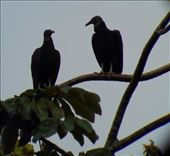 Vultures.: by jorjejuanita, Views[297]