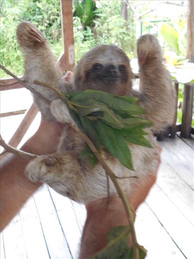 Baby sloth getting cuddles.