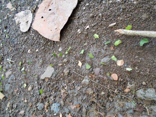 Ants on the march with a leaf.