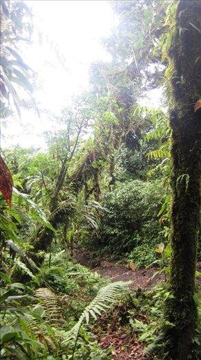 The mud path up Chato Volcano. Took four hours to hike to the top and down. A good morning workout.