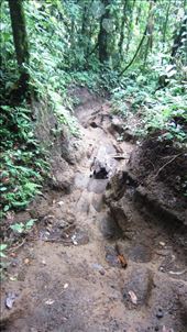 Hiking Chato Volcano. In hindsight, this was a little bit of practice for the Lost City hike in Colombia.: by jorjejuanita, Views[450]