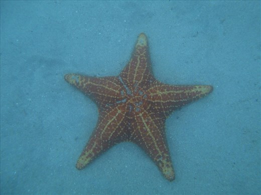 Starfish Beach living up to its name.