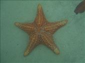 Starfish everywhere in the water, and very shallow. No snorkel required.: by jorjejuanita, Views[510]