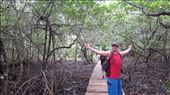 Walking through the swamp and mangroves to Red Frog Beach: by jorjejuanita, Views[139]