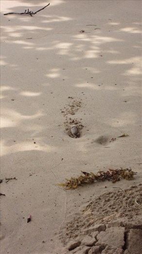 Pondering what life as a beach crab would be like