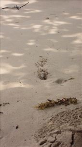 Pondering what life as a beach crab would be like: by jorjejuanita, Views[178]