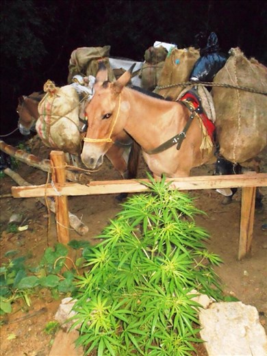 Weed is illegal in Colombia. It grows wild. This one belonged to the locals at the campsite for our first night. Donkey in the background wasn't really stoned, he's just got red eye from the camera flash.
