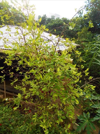 The coca plant native to Colombia. The guerrillas imported a (different) faster growing coca plant so that they can harvest the leaves much quicker, which the government is trying to eradicate.