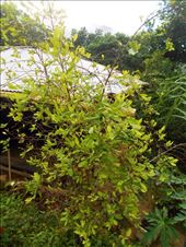 The coca plant native to Colombia. The guerrillas imported a (different) faster growing coca plant so that they can harvest the leaves much quicker, which the government is trying to eradicate.: by jorjejuanita, Views[338]