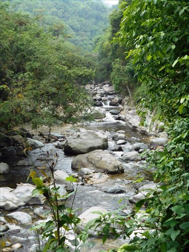 Picturesque rainforest.