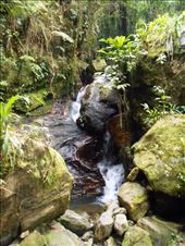 Pretty rainforest.: by jorjejuanita, Views[316]