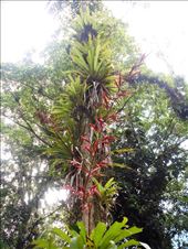 Tropical flowers.: by jorjejuanita, Views[310]