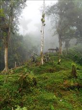 Well disguised, but in between the trees are the military guys, camping on top of the mountain. Protecting the Lost City ruins. We gave them our snacks (biscuits and lollipops) which they very heartily accepted.: by jorjejuanita, Views[311]