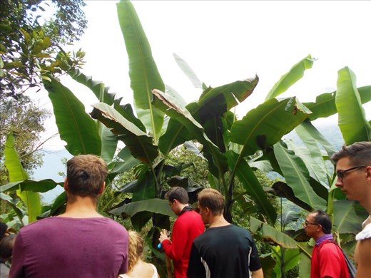 The biggest palm leaves we've ever seen.