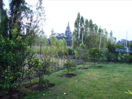 Coffee trees on the farm.