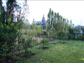 Coffee trees on the farm.: by jorjejuanita, Views[352]