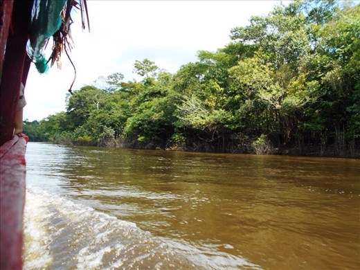 Edge of the river meets the land, it's all trees and very deep mud.
