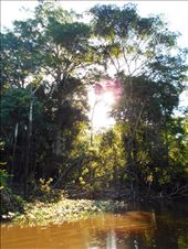 Jungle beauty.: by jorjejuanita, Views[299]