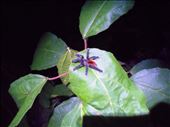 Night walk in the jungle, baby tarantula. Jorge is scared of spiders. : by jorjejuanita, Views[277]