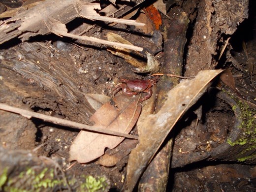 Crab. They live in the jungle, not just on the beach.