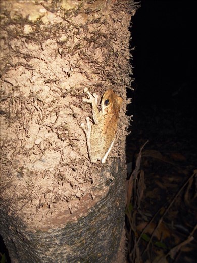 Night walk in the jungle, lots of frogs.
