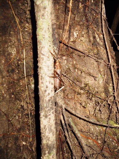 Night walk in the jungle with lots of interesting insects (beside the abundance of mosquitos biting us).