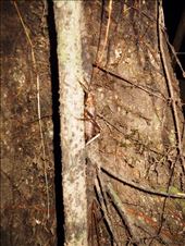 Night walk in the jungle with lots of interesting insects (beside the abundance of mosquitos biting us).: by jorjejuanita, Views[258]