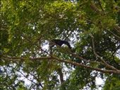 Our avourite of the Amazon, we saw lots of species of monkeys. All playing in the trees. No zoo and no cages.: by jorjejuanita, Views[327]