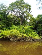 Exploring the Amazon from the boat.: by jorjejuanita, Views[353]