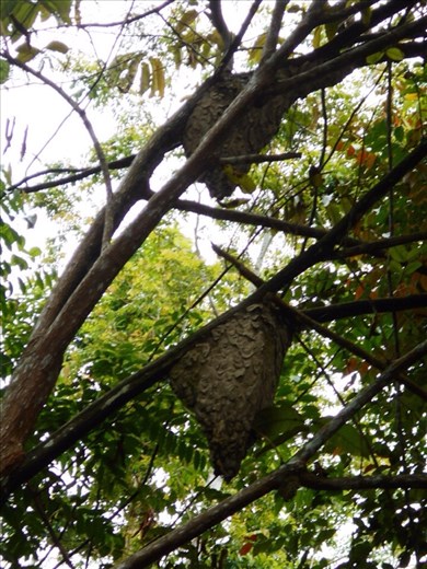 Giant wasp nests so we just kept walking.
