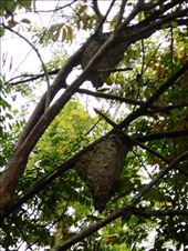 Giant wasp nests so we just kept walking.: by jorjejuanita, Views[381]
