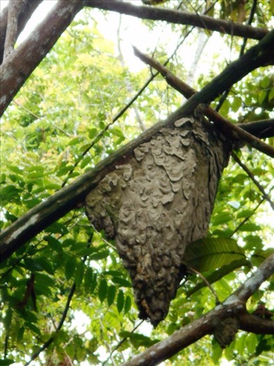 Wasp nest.