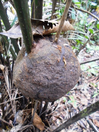 Termite nest. Our guide squashed them on to his skin as its mosquito repellant from the jungle. Also licked them alive, off his hands to eat. They live harmoniously with the tree they are on.