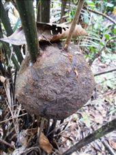 Termite nest. Our guide squashed them on to his skin as its mosquito repellant from the jungle. Also licked them alive, off his hands to eat. They live harmoniously with the tree they are on.: by jorjejuanita, Views[355]