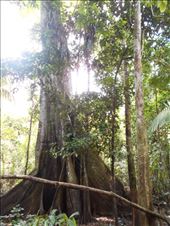 Jungle waking, trees ~200 years old !: by jorjejuanita, Views[262]