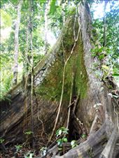 Ancient tree.: by jorjejuanita, Views[294]