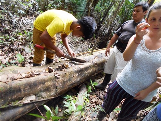 Cutting open the seeds from the ivory Palm to drink the water inside.