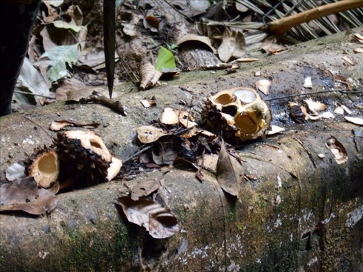 Ivory Palm seeds, filled with cool drinking water.