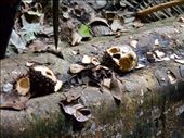 Ivory Palm seeds, filled with cool drinking water.: by jorjejuanita, Views[153]