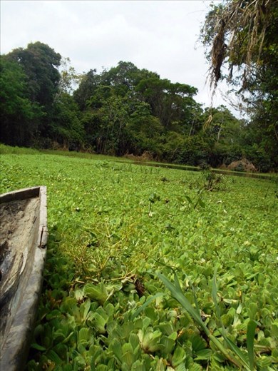 Canoe ride through the water lilies.